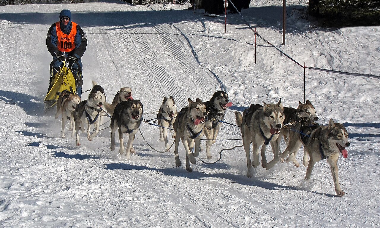 Hondensleetochten in La Bresse: op pad met de husky's