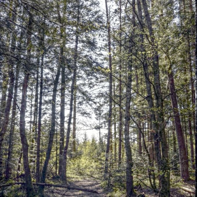 Fir forest in the Vosges