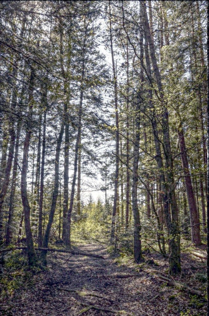 Nordic'Trail La Bresse: 5 juli 2026, de trail van het Nordic gebied